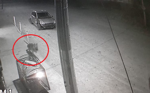 Robó un ovejero alemán pero quedó filmado y amenazan con escracharlo