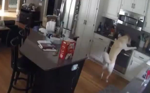 Incendio feroz en una casa: Las cámaras delataron al culpable impensado