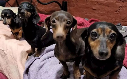 Rescataron 55 perros salchichas de un criadero ilegal en un departamento de Caballito