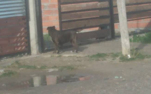 Vecinos de Palazzo aterrados por la presencia de un pitbull suelto