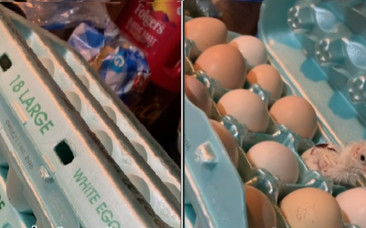 Se estaba preparando el desayuno y encontró un pollito en el maple de huevos