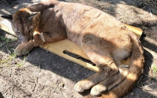 Fue a revisar el garage porque sus perros ladraban y se encontró con un puma