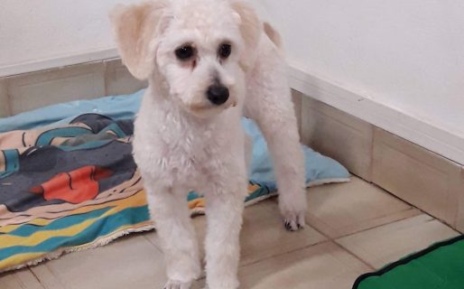 Siguen esperando a Pipo en su hogar