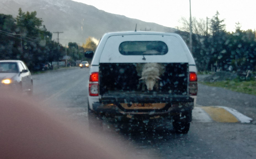 “Maestro, se tiró la oveja de tu chata”: el hilarante posteo viral de un vecino