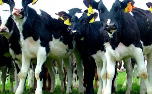 Increíble: nació un ternero con dos cabezas en Córdoba