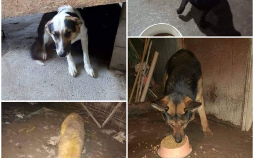 Su dueño falleció y buscan adoptantes para 10 perritos
