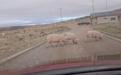 Aparecieron chanchos en un barrio de Rada Tilly