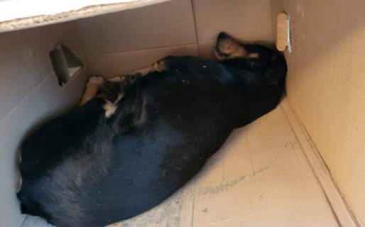 Comodoro: un hombre fue denunciado por hacer cuchas para perros en la vereda