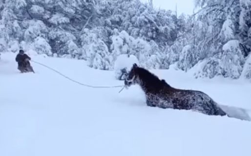 Por las fuertes nevadas, no se descarta una alta mortalidad de animales en la provincia