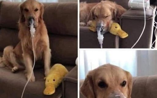 Abandonaron a un perrito por ser asmático, lo adoptó una nueva familia y ahora es tratado con oxígeno y mucho amor