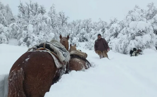 Cittadini: “se pierden más animales por la sequía que por la nevada”