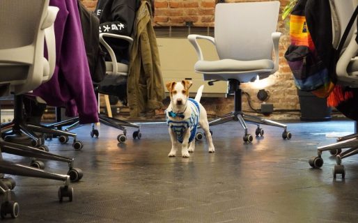 Ir a trabajar con la mascota: la tendencia crece en la Argentina porque creen que mejora el clima laboral