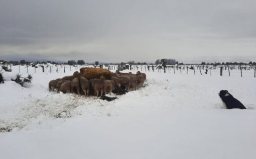 Cordillera: Las ovejas y chivas luchan por sobrevivir en la nieve