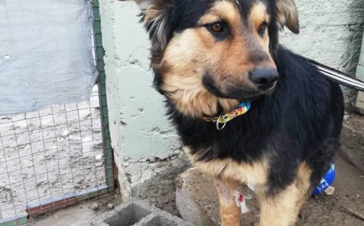 Tiene un año, lo levantaron de la calle para castrarlo y ahora le buscan familia