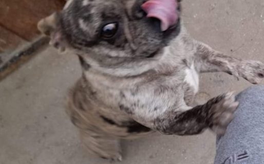 Desesperada búsqueda de un bulldog francés en Km.3
