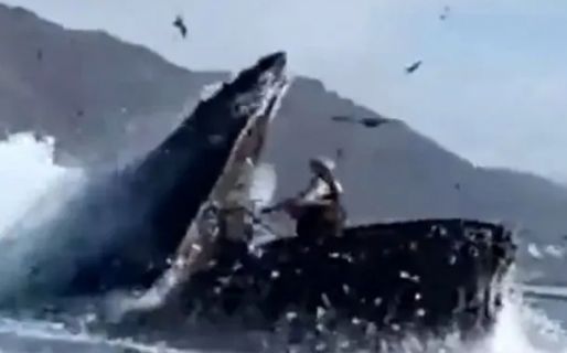 Terror en el mar: una ballena se tragó a dos personas