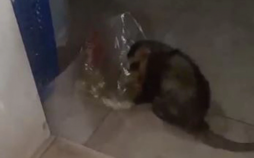 L-Gante y Tamara Báez grabaron a una comadreja comiendo puchero en el patio de su casa