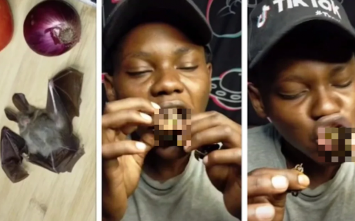 Hizo una apuesta, se comió un murciélago y quedó en grave estado