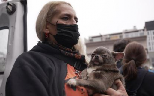 Clausuraron un criadero ilegal y rescataron 133 perros: eran maltratados y los vendían a $360.000