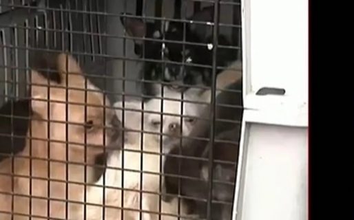 Clausuraron un criadero ilegal y rescataron 133 perros: eran maltratados y los vendían a $360.000