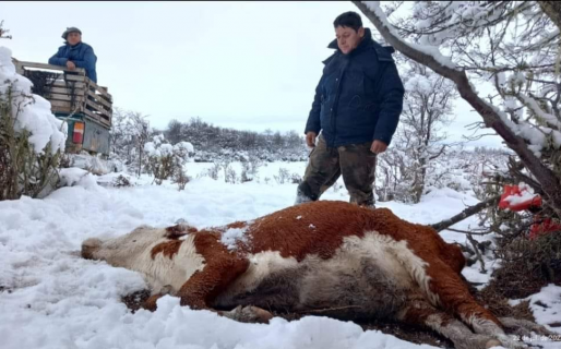 “Se pierden más animales por la sequía que por la nevada”