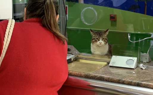 Un gato »vende» pasajes en una terminal y lo criticaron por tener »la caja cerrada»