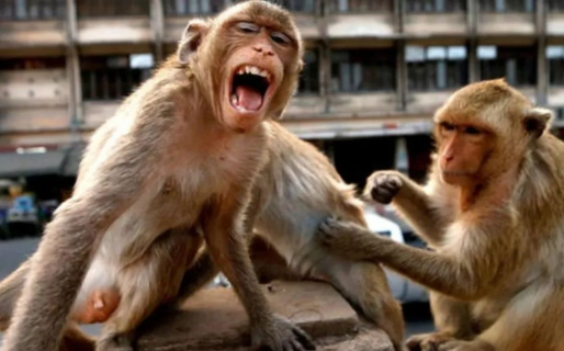 Un grupo de monos se robó a un bebé de cuatro meses y lo arrojó desde un edificio de tres pisos