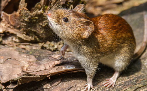 Murió una nena de 8 años por hantavirus en Chubut