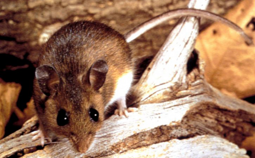 La invasión de roedores que tiene en vilo a un pueblo chubutense