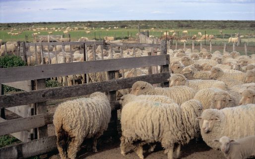 Luján: »Hoy el campo patagónico tiene un problema de subsistencia»