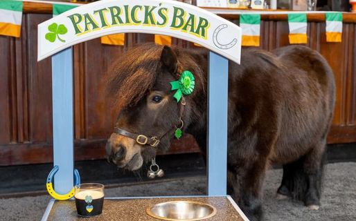Patrick, el pony famoso por beber cerveza en un pub, ahora fue elegido alcalde del pueblo