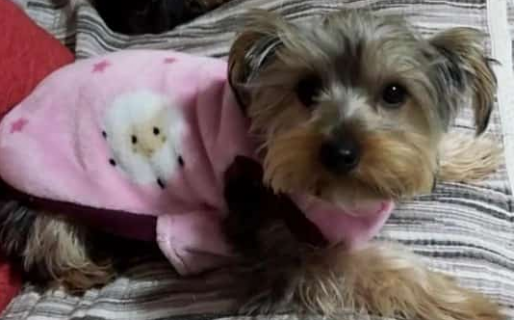 Se perdió en Km8, está en tratamiento y su madre perruna la espera