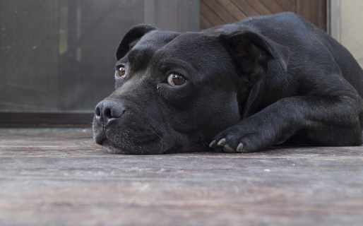 La reunión más incómoda del mundo: juntaron perros “introvertidos” y la reacción es sorprendente