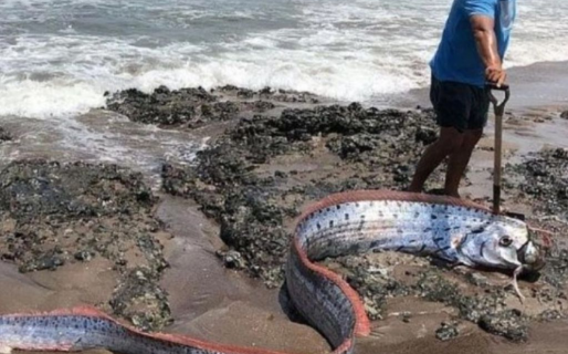 Hallan en Chile un pez gigante que anticipa la llegada de catástrofes