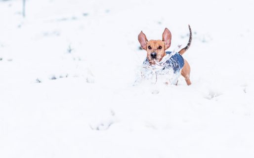 Ellos también disfrutaron: las mascotas se sorprendieron con la nieve