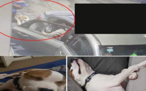 Un médico entró a tomar un café en una estación de servicio y le robaron el perro