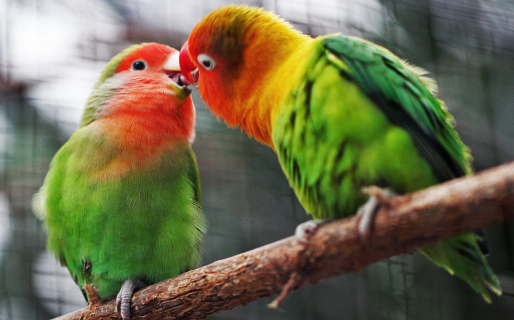 Cree que su loro se fue con una cotorra y ofrece $50.000 pesos para quien lo encuentre