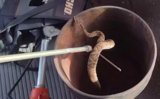 Yarará a bordo: encontraron una víbora en el colectivo