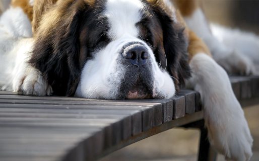 “Esclavizan al animal”: un joven denunció la tradicional foto con el perro de Bariloche y su video se viralizó
