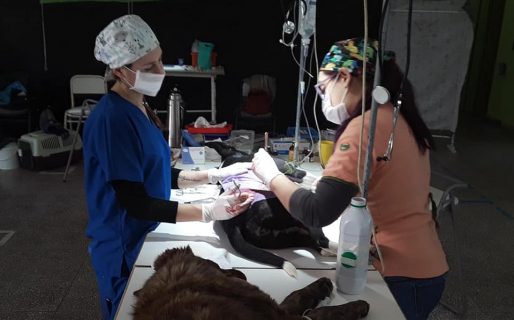 ALMA realizó otra exitosa jornada masiva de castración, vacunación y desparasitación