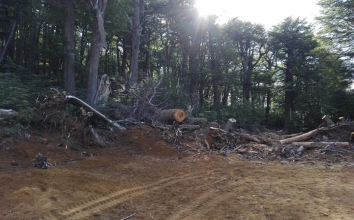 «Las especies de este bosque tardarán no menos de 60 años en recuperarse»