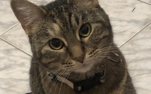 Día Internacional del Gato: ¿Cuál es el origen de esta celebración y por qué se da 3 veces al año?