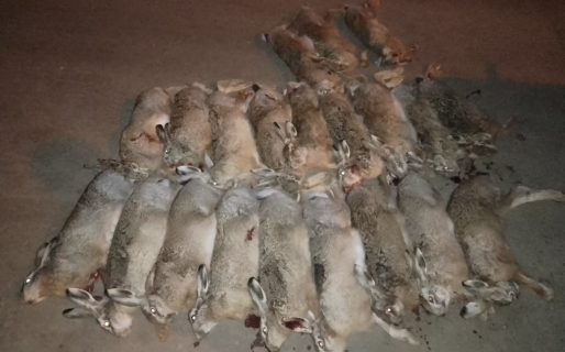 Detuvieron a un hombre que cazaba liebres sin autorización