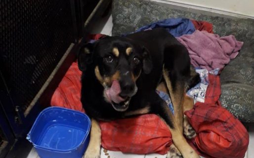 Lo abandonaron por no poder caminar, se está recuperando y hoy busca una familia