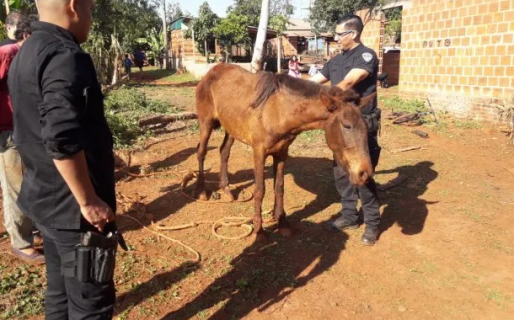 Milagro: rescataron a un caballo de adentro de un pozo
