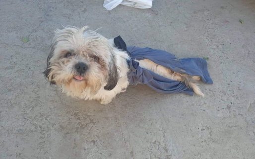 Lo atropellaron y perdió la movilidad en sus patas traseras: necesita un andador para volver a caminar con normalidad