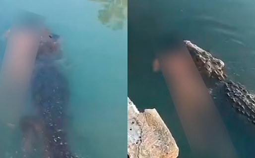 Horror: un cocodrilo se paseó con el cadáver de un hombre en una concurrida laguna