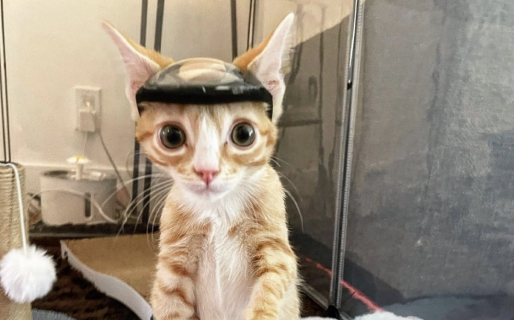 El triste motivo por el cual este gatito tiene que usar casco