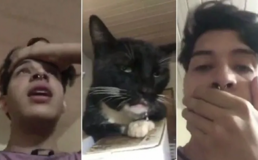 Descubrió que su gato se comió sus «brownies locos» y la reacción del animal se volvió viral