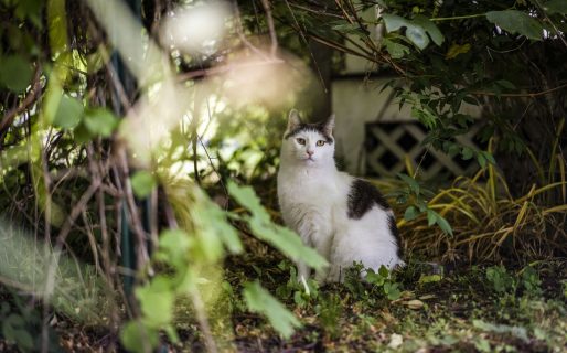 Los gatos con libertad para callejear y una nueva grieta: ¿son mascotas o amenazas?